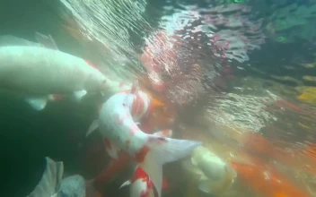 Stock Video Koi Fish Swimming In The Pond Animated Wallpaper