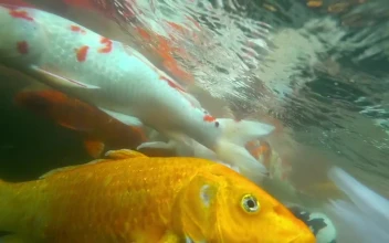 Stock Video Koi Fish Swimming Animated Wallpaper