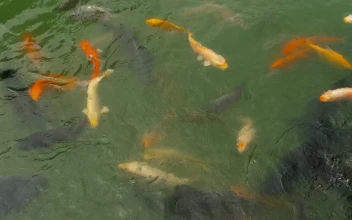 Stock Video Koi Fish And Silver Carp In The Pond Animated Wallpaper