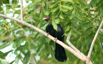 Stock Video Koel Hiding Behind Leaves Animated Wallpaper