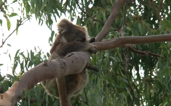 Stock Video Koala Hanging On A Tree Branch Animated Wallpaper