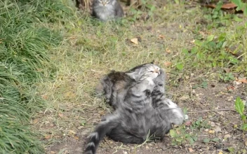 Stock Video Kittens Fighting In A Field Animated Wallpaper
