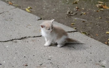 Stock Video Kitten Walking Alone Animated Wallpaper