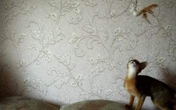 Stock Video Kitten Playing In The Couch Animated Wallpaper