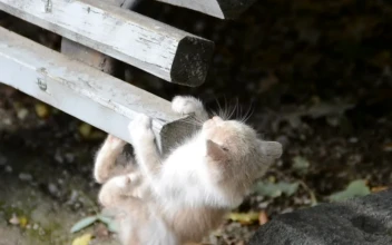 Stock Video Kitten Hiding Outside Animated Wallpaper