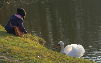 Stock Video Kid Feeding A White Swan In The Lake Animated Wallpaper