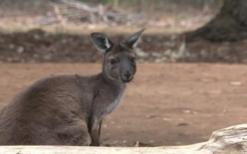 Stock Video Kangaroo Looking Around Animated Wallpaper