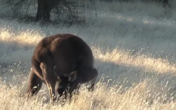 Stock Video Kangaroo Eating Grass Animated Wallpaper