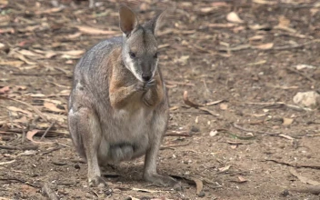 Stock Video Kangaroo Cleaning Its Nose Animated Wallpaper