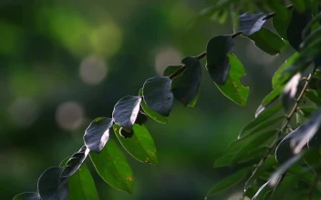 Stock Video Jungle Trees Closeup Animated Wallpaper