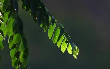 Stock Video Jungle Plants In The Sun Animated Wallpaper