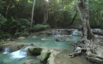 Stock Video Jungle River And Small Waterfalls Animated Wallpaper