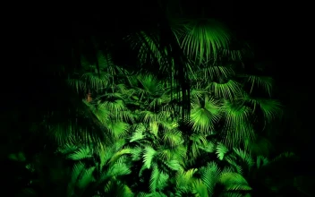 Stock Video Jungle Plants At Night Loop Video Animated Wallpaper