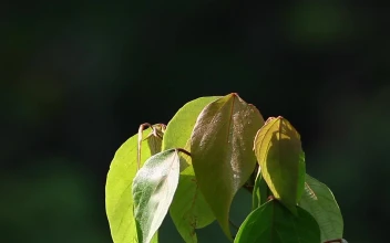 Stock Video Jungle Leaves In The Breeze Animated Wallpaper