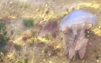 Stock Video Jellyfish Underwater In The Sand Animated Wallpaper