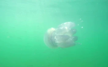 Stock Video Jellyfish Swimming In The Ocean Animated Wallpaper