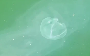 Stock Video Jellyfish Swimming In Green Water Animated Wallpaper