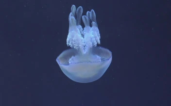 Stock Video Jellyfish Swimming Down Animated Wallpaper