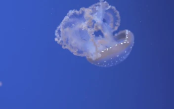 Stock Video Jellyfish Swimming Away Animated Wallpaper