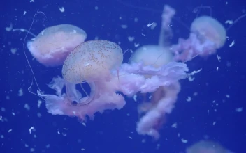 Stock Video Jellyfish Swarm Off The Coast Animated Wallpaper