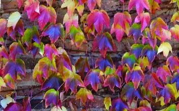 Stock Video Ivy Against A Brick Wall Animated Wallpaper