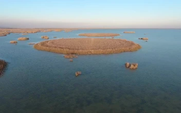 Stock Video Islands Of Reed Scattered In The Ocean Animated Wallpaper