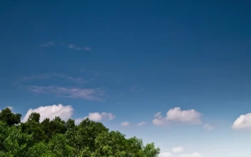 Stock Video Island Forest Blowing In The Wind Animated Wallpaper