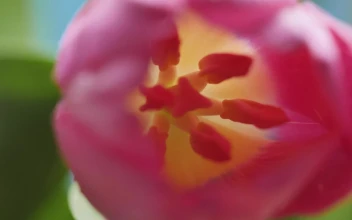 Stock Video Inside Of A Tulip Macro Close Up Animated Wallpaper