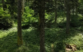 Stock Video Inside A Forest Of Tall Trees And Vegetation Animated Wallpaper