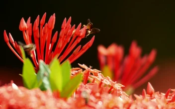 Stock Video Insects On Plants In The Sun Animated Wallpaper
