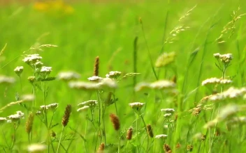 Stock Video Insects Flying In Wild Flowers Animated Wallpaper