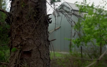 Stock Video Industrial Warehouse Between Trees And Vegetation Animated Wallpaper