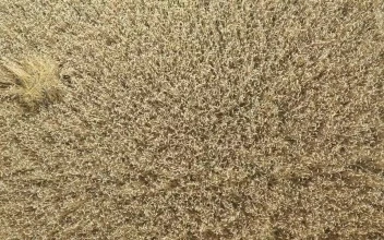 Stock Video Immense Wheat Field Seen From The Air Animated Wallpaper