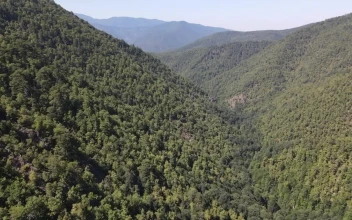 Stock Video Immense Sunny Mountain Range Covered With Trees Animated Wallpaper