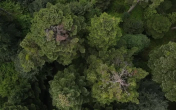 Stock Video Immense Pine Forest Seen From Above Animated Wallpaper
