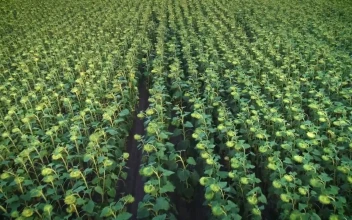 Stock Video Immense Agriculture Field Of Sunflowers Animated Wallpaper
