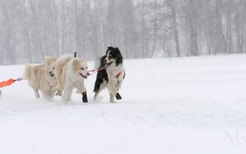 Stock Video Husky Sled Dogs Running In Slow Motion Animated Wallpaper