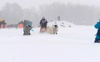 Stock Video Husky Sled Dogs Pulling In Slow Motion Animated Wallpaper