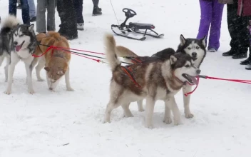 Stock Video Husky Sled Dogs In The Snow Animated Wallpaper
