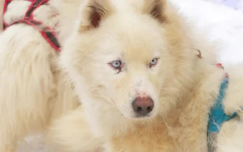 Stock Video Husky Sled Dogs In Harness Animated Wallpaper