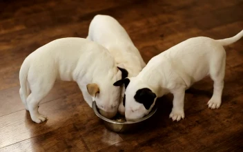 Stock Video Hungry Puppies Eating Together Animated Wallpaper