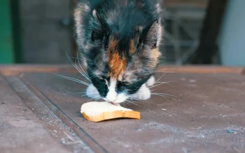 Stock Video Hungry Cat Licking A Piece Of Bread Animated Wallpaper