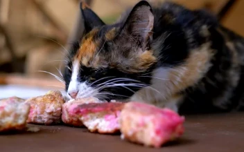 Stock Video Hungry Cat Eating Close Up Animated Wallpaper