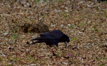 Stock Video Hungry Bird Looking For Food Animated Wallpaper