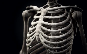 Stock Video Human Skeleton Model Animated Wallpaper