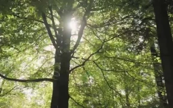 Stock Video Huge Trees In A Large Green Forest Smal Animated Wallpaper