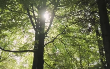 Stock Video Huge Trees In A Large Green Forest Animated Wallpaper