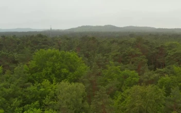 Stock Video Huge Forest Full Of Green Trees And Mist Aerial Animated Wallpaper