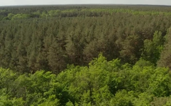 Stock Video Huge Forest Full Of Green Trees Aerial Tilt Shot Animated Wallpaper