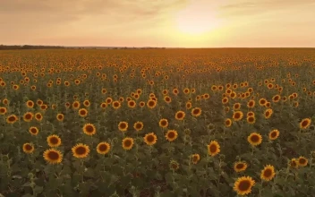 Stock Video Huge Field Of Sunflowers At Sunset Animated Wallpaper